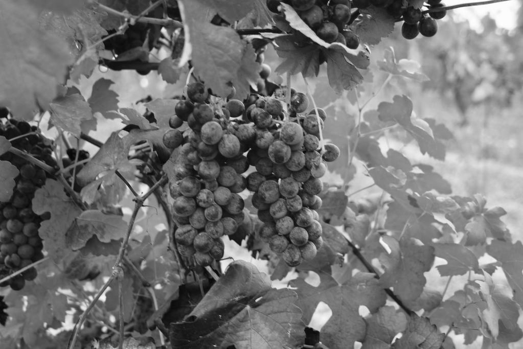 Azienda Agricola Garoglio Davide Alfiano Natta Kültér fotó