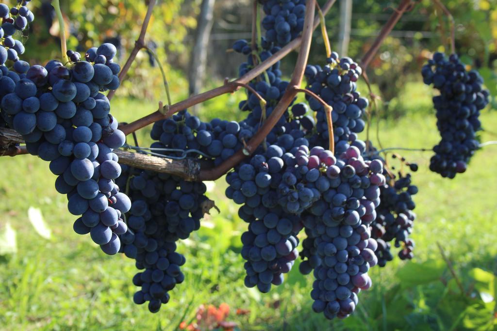 Azienda Agricola Garoglio Davide Alfiano Natta Kültér fotó