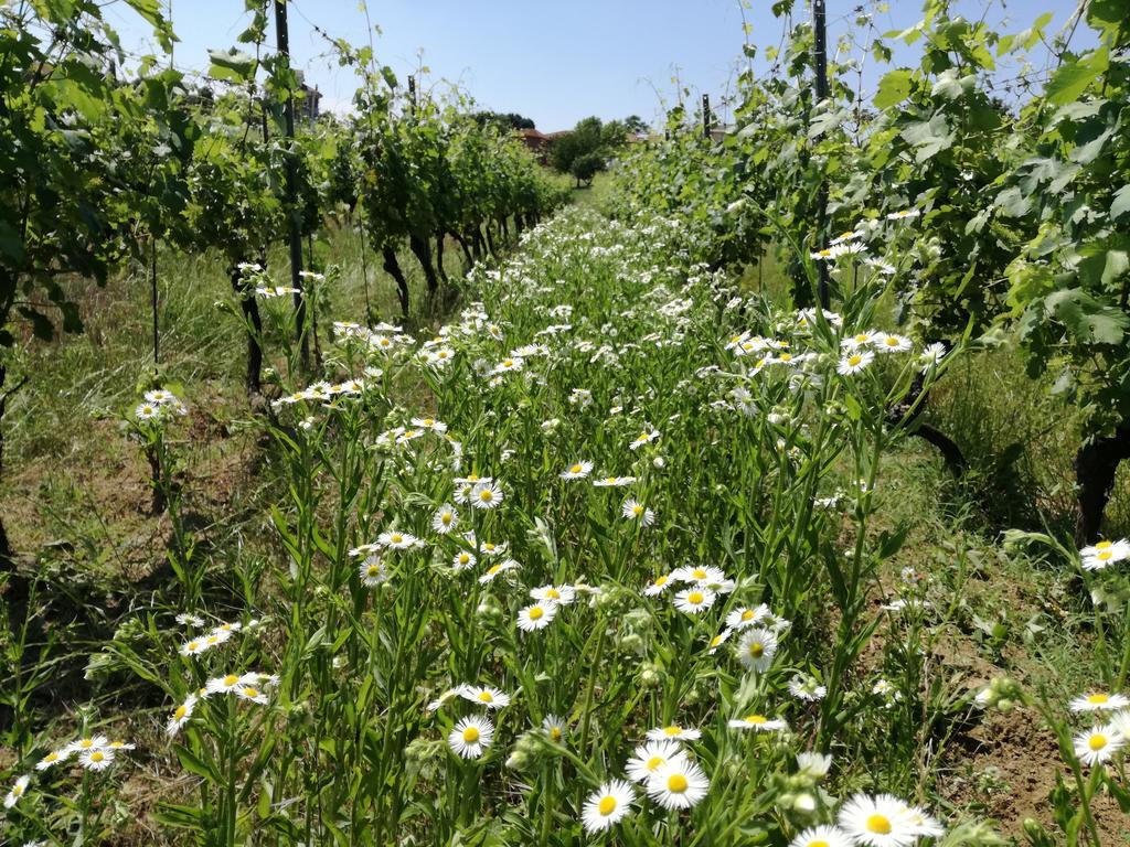 Azienda Agricola Garoglio Davide Alfiano Natta Kültér fotó