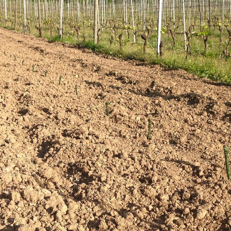 Azienda Agricola Garoglio Davide Alfiano Natta Kültér fotó